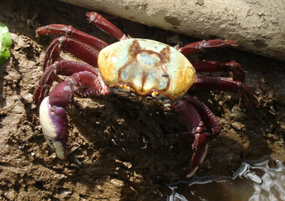 Sema alerta para período de defeso do guaiamum e caranguejo uçá