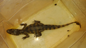 GAM resgata filhote de jacaré-de-papo-amarelo no Centro da cidade