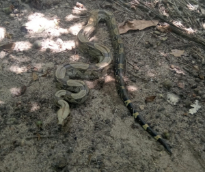 Guarda Ambiental resgata jiboia de 1,5 metro
