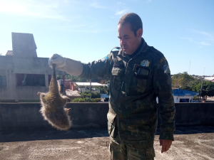 Guarda Ambiental resgata dois ouriços-cacheiros nesta semana